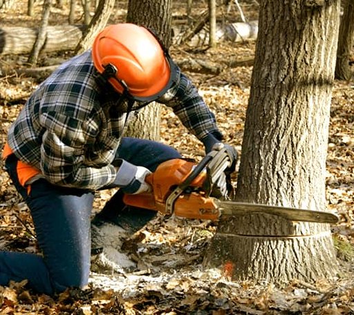 Tree Removal in Hubbard, NE